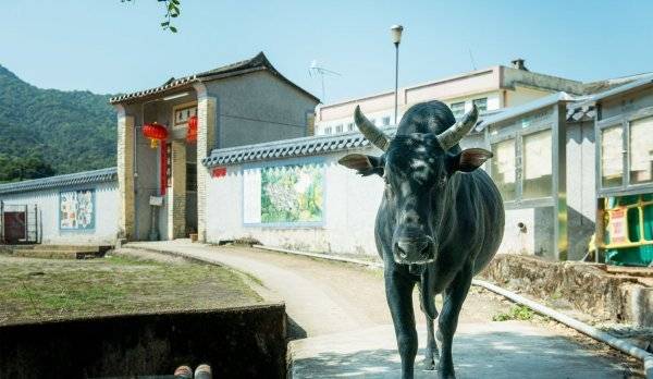 홍콩성과는 다른 이국적 분위기가 있는 라마섬의 한가로운 모습. 사진제공|홍콩관광청