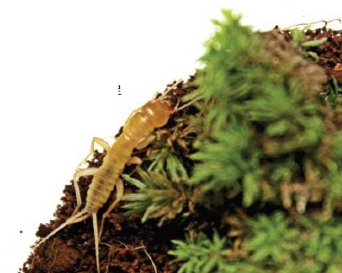 내 운명을 바꾼 주인공, 갈로아벌레다. 김도윤 작가 제공