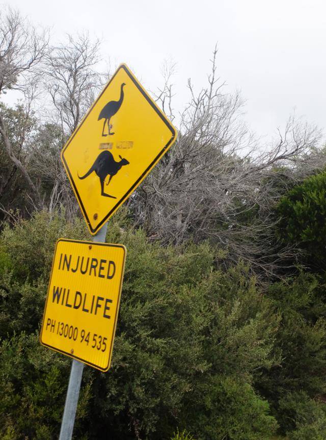 호주 특유의 에뮤와 캥거루 주의 표지판. 낮에는 웃어넘길 법하지만 밤에는 확실히 긴장해야 한다. ⓒ강미승