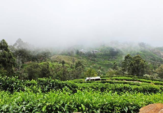 이동하는 차는 자주 뿌연 안개와 푸른 찻잎에 포획 당한다. ⓒ강미승