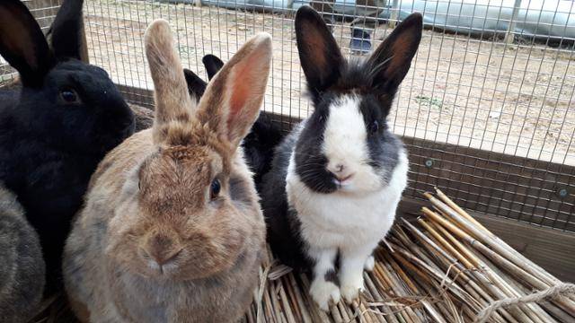 인천시설공단 소유 비닐하우스로 거치를 옮긴 토끼들이 볏짚 위에서 휴식을 취하고 있다. 토끼보호연대 제공