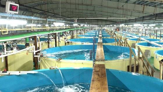 대서양연어 양식을 연구 중인 강원도 환동해본부 한해성수산자원센터. 왕준열PD