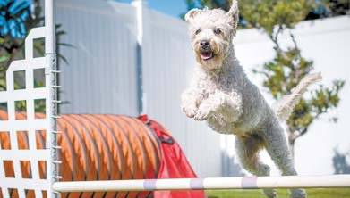 반려견 이미지. [중앙포토]