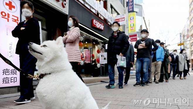 서울 중구 명동거리에서 강아지가 주인을 따라 공적마스크를 구매하기 위해 기다리고 있다. 2020.03.20. /사진제공=뉴시스