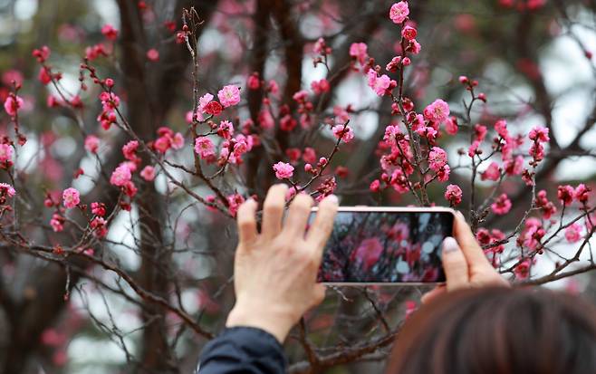 전국적으로 포근한 날씨를 보인 24일 오후 부산 남구 유엔기념공원에 홍매화가 활짝 피어 있다. 연합뉴스