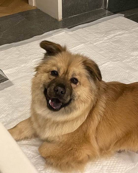 /사진=고성군 보호소 공식 인스타그램