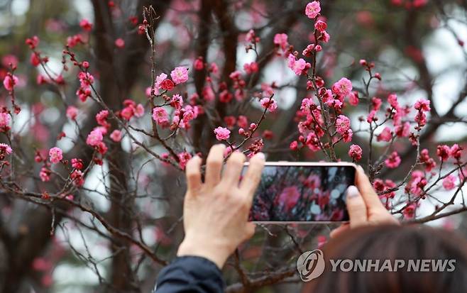 이른 봄을 담다 (부산=연합뉴스) 손형주 기자 = 전국적으로 포근한 날씨를 보인 24일 오후 부산 남구 유엔기념공원에 홍매화가 활짝 피어 있다. 2021.1.24 handbrother@yna.co.kr