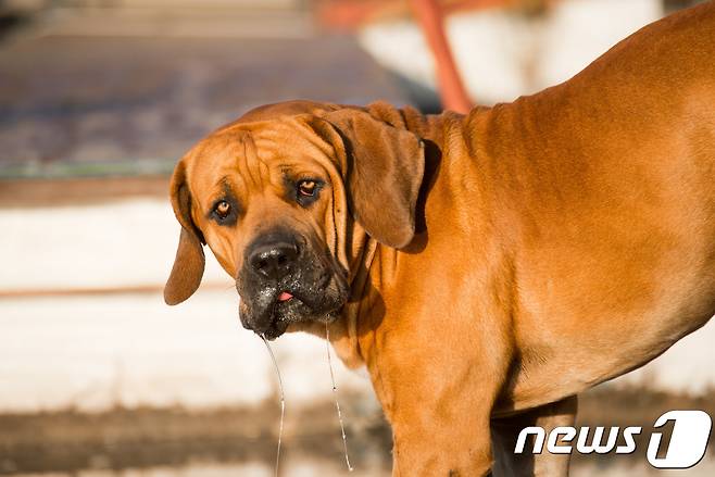 도사견(사진 이미지투데이) © 뉴스1