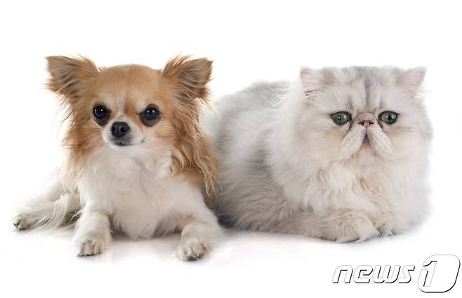 강아지와 고양이. 사진 이미지투데이 © News1