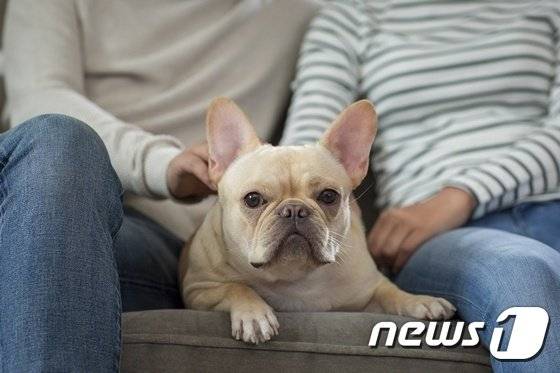 프렌치불도그 견종 이미지. 사진은 본 기사 내용과는 무관/사진제공=뉴스1