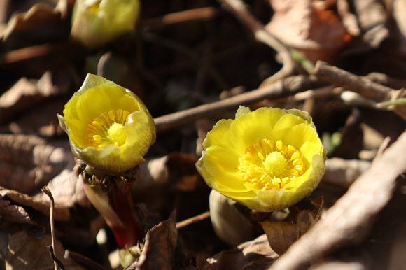 얼굴 드러낸 복수초 - 포근한 날씨를 보인 24일 오후 서울 동대문구 홍릉시험림에 복수초가 피어 있다. 2021.1.24 연합뉴스