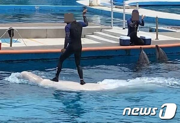 거제씨월드의 벨루가. 사진 핫핑크돌핀스 제공 © 뉴스1