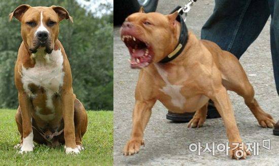 자료사진 [아시아경제 DB]