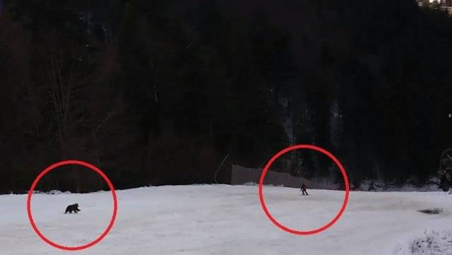 남성을 쫓아가는 곰. ‘Digi 24’ 방송화면 캡처