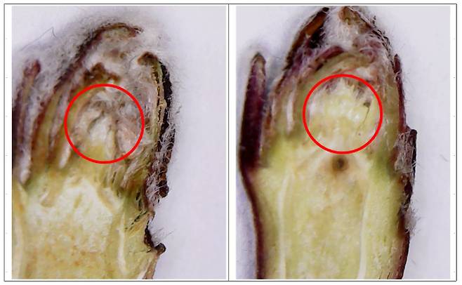 사과 잎 눈 꽃 눈 구분사진. 충남도농업기술원 제공