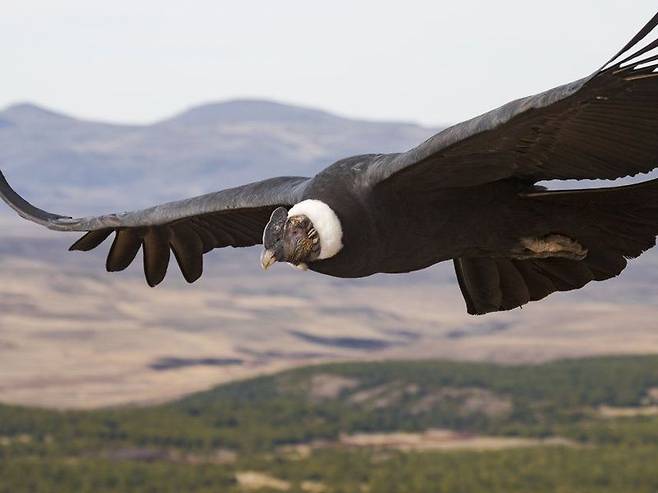 가장 몸집이 큰 맹금류로 알려진 안데스 콘도르. 날갯짓 없이 최대 160km까지 비행할 수 있는 것으로 알려졌다.  /스미스소니언 매거진