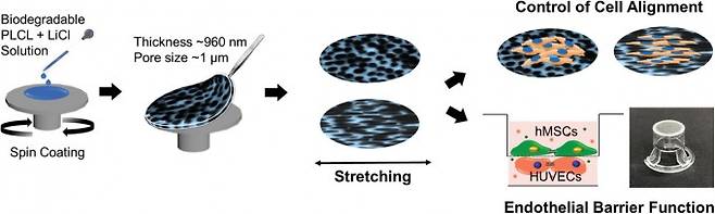 한국과학기술연구원(KIST)이 개발한 세포 공배양 플랫폼. 막 두께가 1μm 미만이어서 기존 플랫폼보다 세포가 잘 자란다. KIST 제공