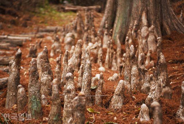 식물원의 대왕나무로 불리는 낙우송 아래에 수많은 기공 뿌리가 죽순처럼 자라고 있다. 오백나한이라는 명칭을 얻었다.