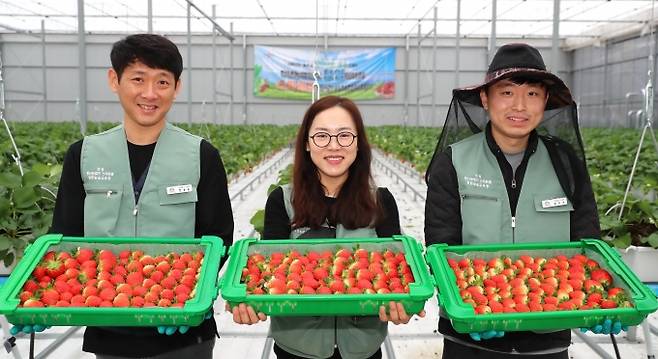 의성 스마트팜에서 본격적인 딸기 수확이 시작됐다. 의성군 제공