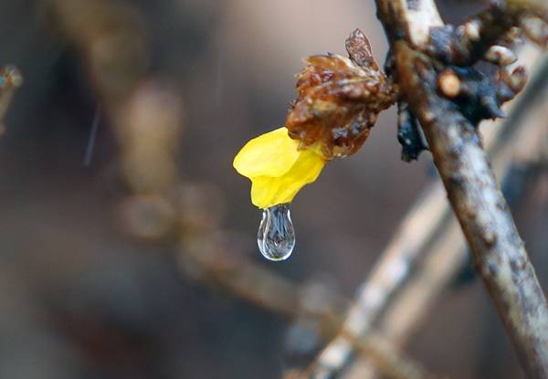 전국에 비가 내린 지난 26일 대구 동구 아양교 인근에 며칠간 따뜻했던 날씨에 꽃을 피운 개나리가 빗방울을 머금고 있다. 연합뉴스