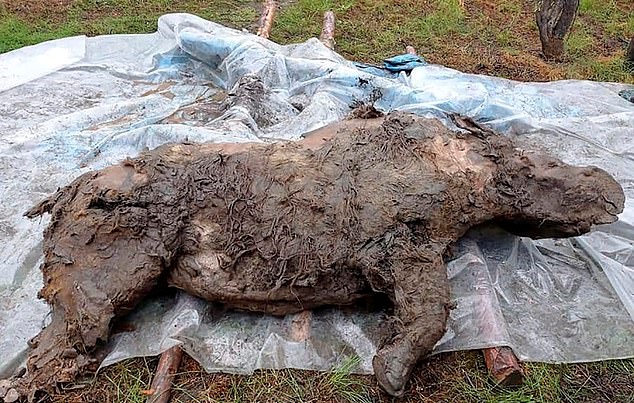 이번 털코뿔소는 지난해 8월 사하공화국 아비스키 지역의 영구동토층에서 발견됐다.