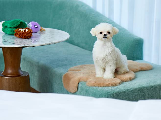 그랜드 조선 부산은 반려견을 위한 ‘멍캉스 패키지’를 출시했다고 27일 밝혔다