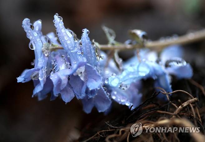 정선 고한읍의 야생화 [연합뉴스 자료사진]