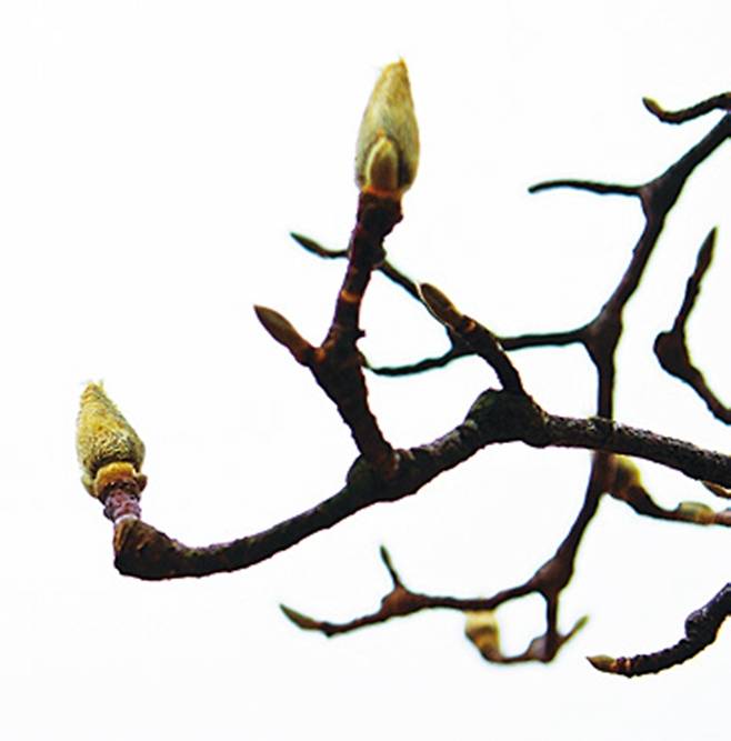 백악산(북악산) 청운대에 있는 백목련.