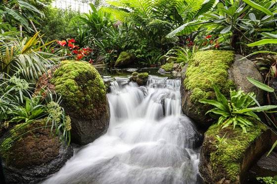 열대 온실에는 연못과 아담한 폭포도 있다. 야자나무뿐 아니라 양치식물도 많아 열대의 정글을 그대로 옮겨 놓은 것 같다. 최승표 기자