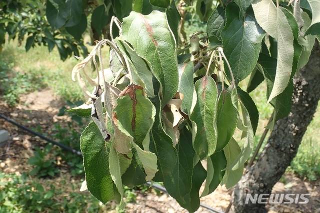 과수화상병 사과나무