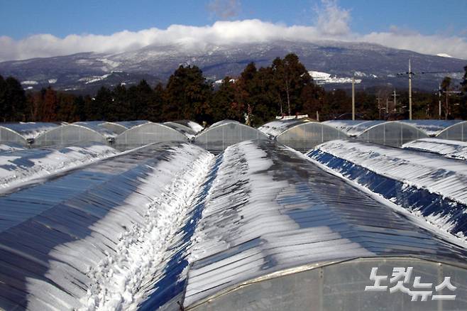 눈 쌓인 비닐하우스.