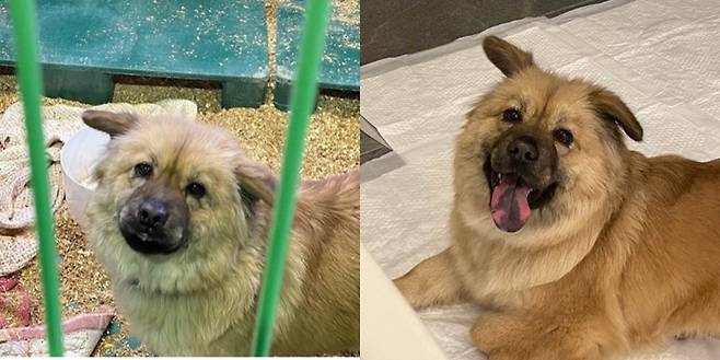 경남 고성군 유기동물 보호소에 있던 50번(왼) 곰자가 평생 가족을 만나 활짝 웃는다.(오) @goseong_adoption