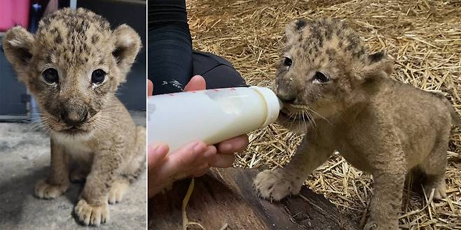 “안녕~ 난 심바야” 싱가포르 첫 인공수정 아기 사자 공개