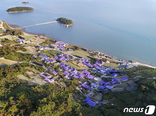 보라색으로 뒤덮인 신안군 반월‧박지도 © 뉴스1