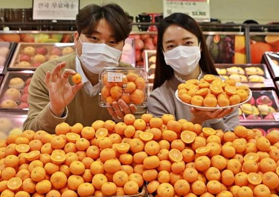 롯데마트가 새로운 품종인 '제주 미니향'을 판매한다. 작지만 당도가 높고 신맛이 낮아 모든 연령층이 맛있게 먹을 수 있다. 롯데마트 제공.
