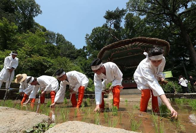 이철승은 책에서 “벼농사 체제는 과거의 유산일 뿐 아니라, 우리의 현재를 구성하는 촘촘한 그물망”이라고 주장한다. 사진은 지난 2019년 서울 창덕궁에서 열린 모내기 행사. 박종식 기자 anaki@hani.co.kr