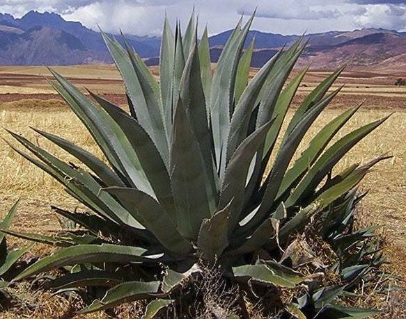용설란(사진=위키백과)