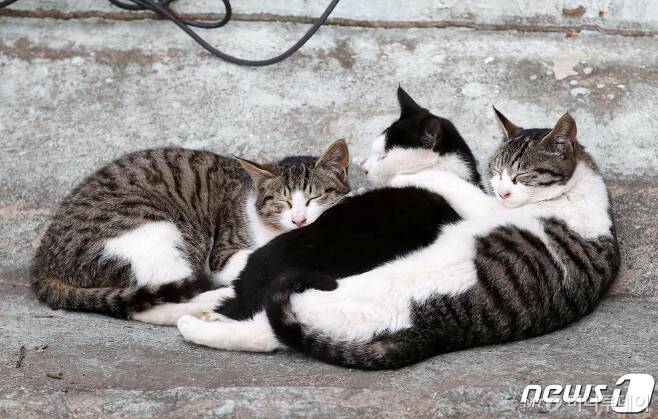 지난 21일 국내에서 반려동물이 코로나에 감염된 사례가 처음으로 확인됐다. 사진은 이달 25일 오후 서울 시내 한 공원에서 낮잠을 자고 있는 길고양이들의 모습. /사진제공=뉴스1