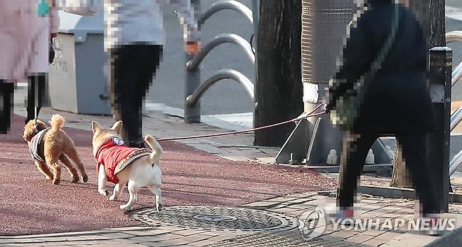 반려동물도 확진시 자가격리…위탁보호 서비스도 활용 가능 [연합뉴스 자료사진]