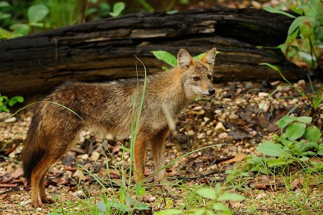 황금자칼(golden jackal) [Marcus Strom (Sydney Uni) 제공]