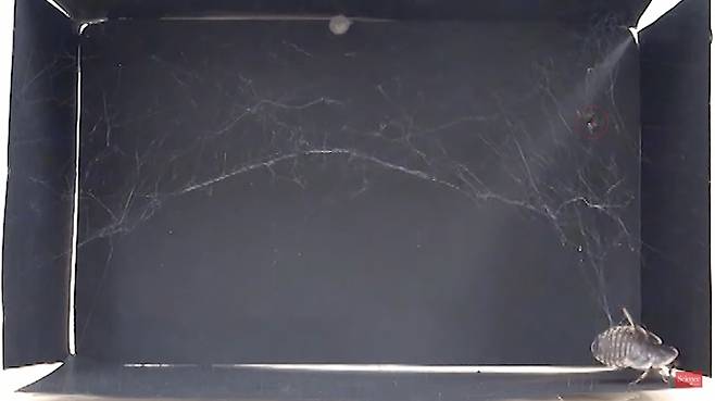 탱글웹 거미(붉은 원)가 자신의 몸무게 50배에 이르는 먹이를 포획했다.  [사진=사이언스]