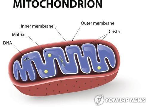 미토콘드리아 [게티이미지뱅크 제공]