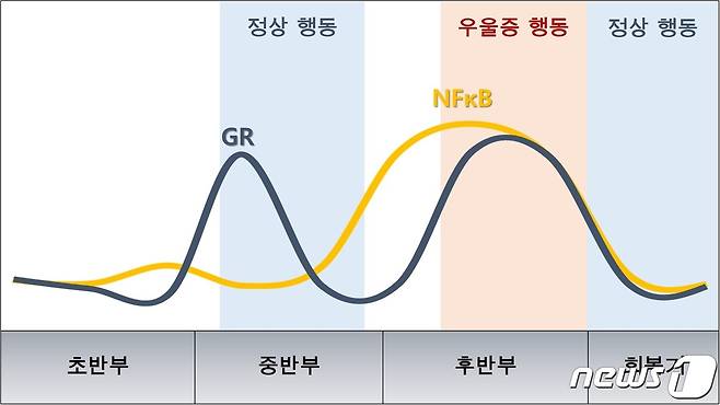 뇌 속의 NFκB 및 GR 활성 변화와 동물행동. 후반부 뇌에서 NFκB 활성이 억제되지 않아 우울증 증상을 보였다.(제공:KBSI) © 뉴스1