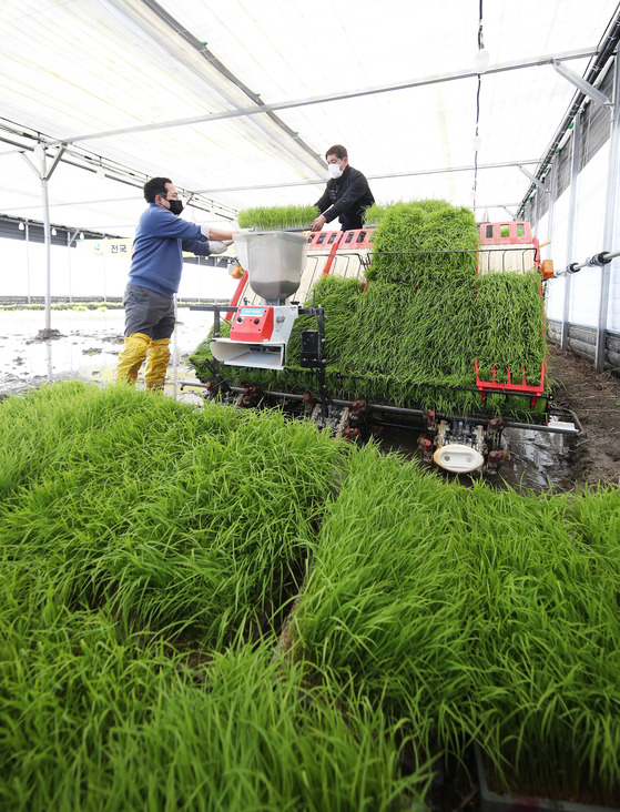 Farmers plant rice seedlings using a transplanter during an event run by Icheon City Hall in Icheon, Gyeonggi on Thursday. Icheon Mayor Eam Tai-joon attended the event, the first in Korea this year. [YONHAP]