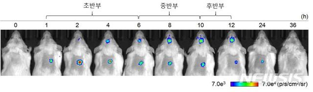 [대전=뉴시스] NFκB 활성 변화. 초반부 신체에서 가장 활성화됐다가 후반부에는 뇌에서 활성화된다.