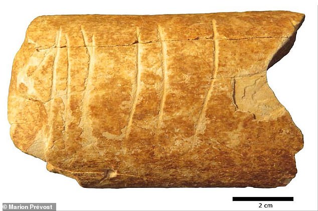 인류 최초의 상징 기호?…12만년전 소뼈서 인위적 흔적 발견