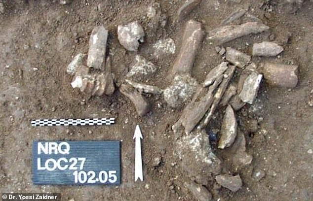 길이 3.8~4.2㎝의 이들 조각이 새겨진 뼈는 당시 중동 지역에서 흔히 서식한 안콜소(오소록스)라는 거대한 멸종 소의 것으로 추정된다.(사진=요지 자이드너 박사)