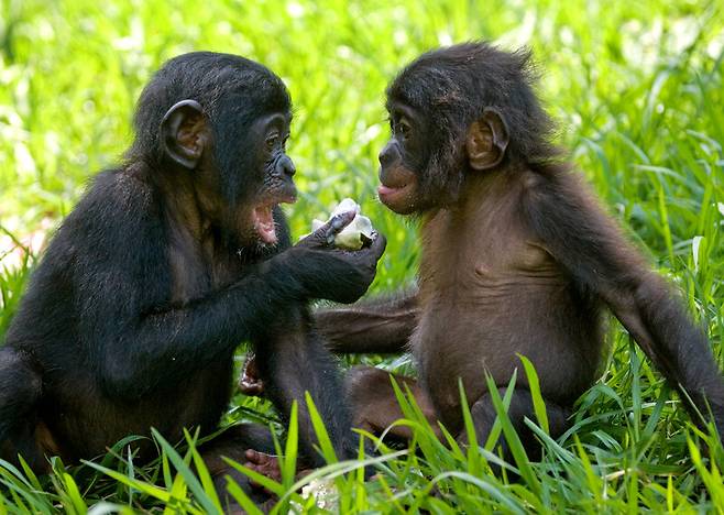 침팬지, 보노보, 인류는 같은 조상에서 갈라져 나왔으나 영장류의 행동 특성이나 기원을 설명할 때 주로 언급되는 건 호전적 성향의 침팬지뿐이다. 지은이는 “살인·강간·약탈과는 거리가 먼 평화지향적 성향의 보노보도 침팬지만큼 고려되어야 한다”고 주장한다. 사진은 어린 보노보. 게티이미지뱅크