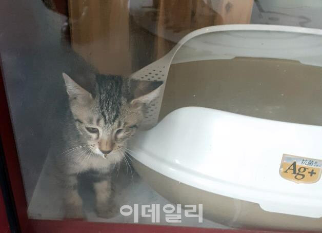 코로나19 확진 판정 받은 고양이.(사진=진주시보건소 제공)