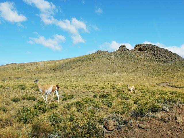 무리지어 서식하는 과나코는 5,000헥타르가 넘는 이 공원의 주인이다. ⓒ강미승